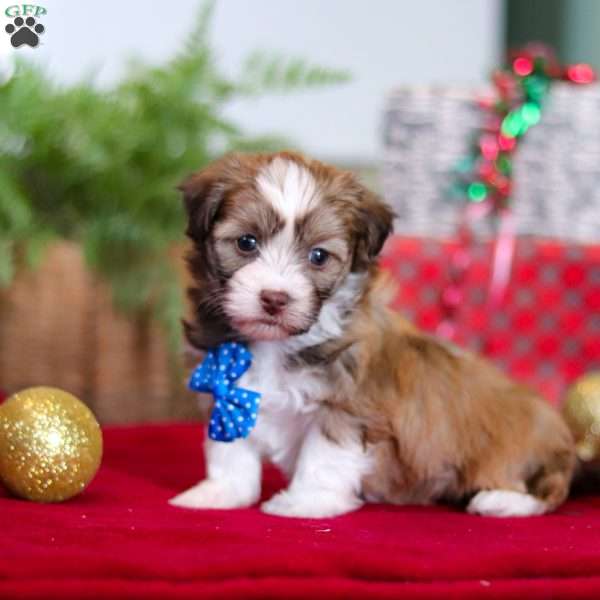 Rover, Havanese Puppy